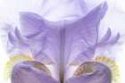USA, Washington State, Seabeck. Purple iris flower close-up. Art Print